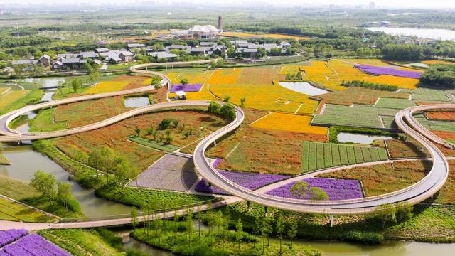 江苏宿迁衲田花海五彩大地